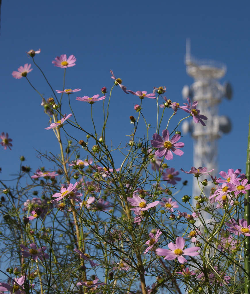 円海山の秋桜