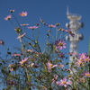 円海山の秋桜