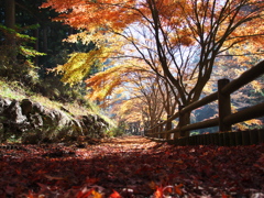 三ッ峠神鈴の滝遊歩道