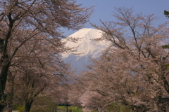 忍野富士