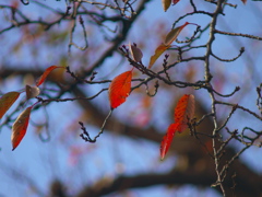 RED & BLUE