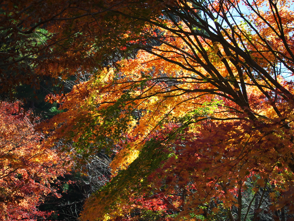 三ッ峠　紅葉