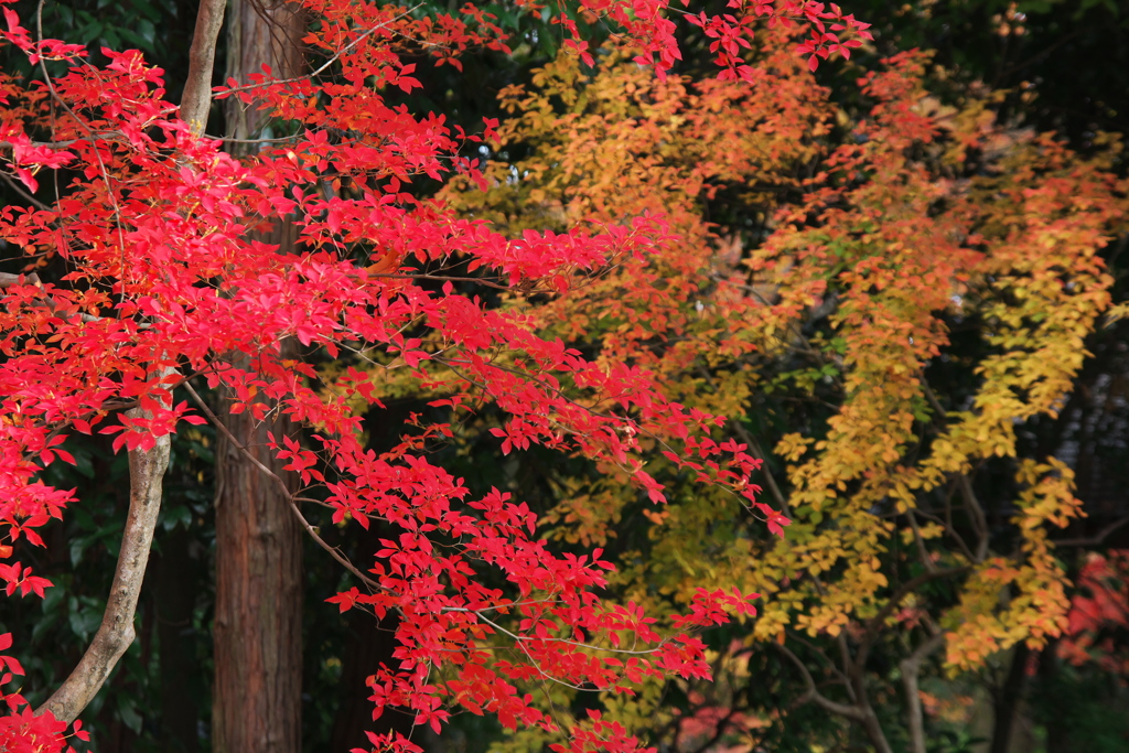 甲府紅葉散歩２