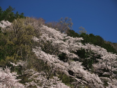 西桂町にて