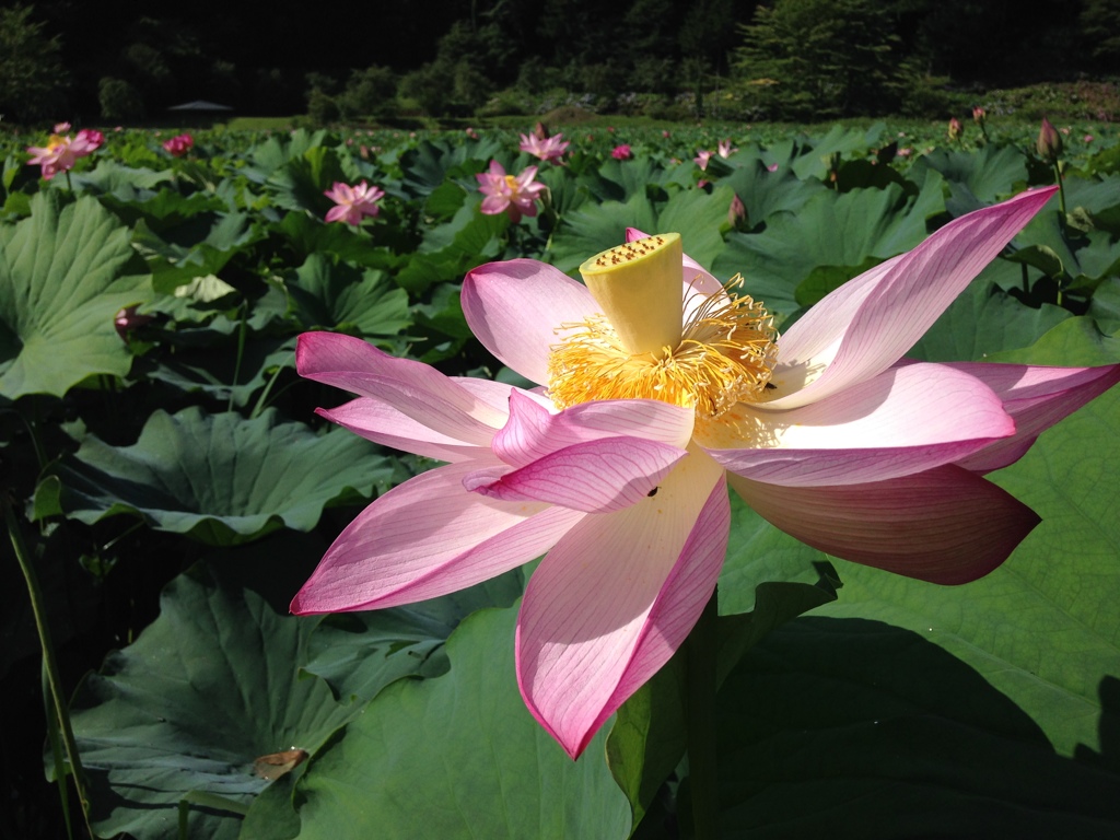 明見湖の蓮