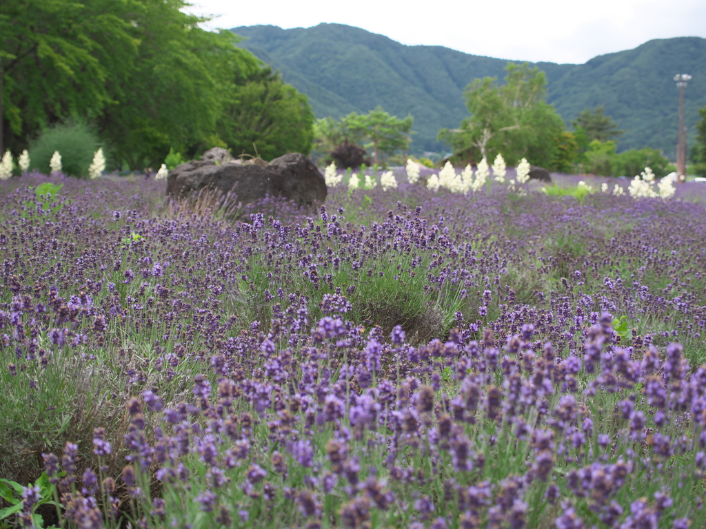 河口湖　八木崎公園　2018