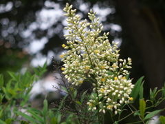 ナンテンの開花