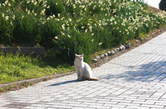 観音崎猫？