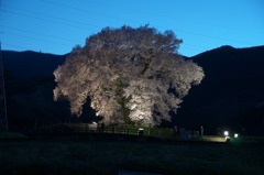 わに塚の桜　夜桜バージョン