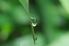 Rain Drop