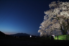 わに塚の桜　夜桜バージョン２