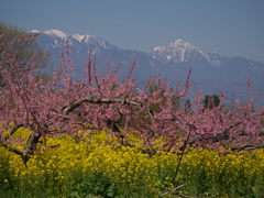 桃の花と菜の花と・・・