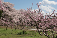 桜と桃