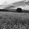 富士三景　蕎麦畑