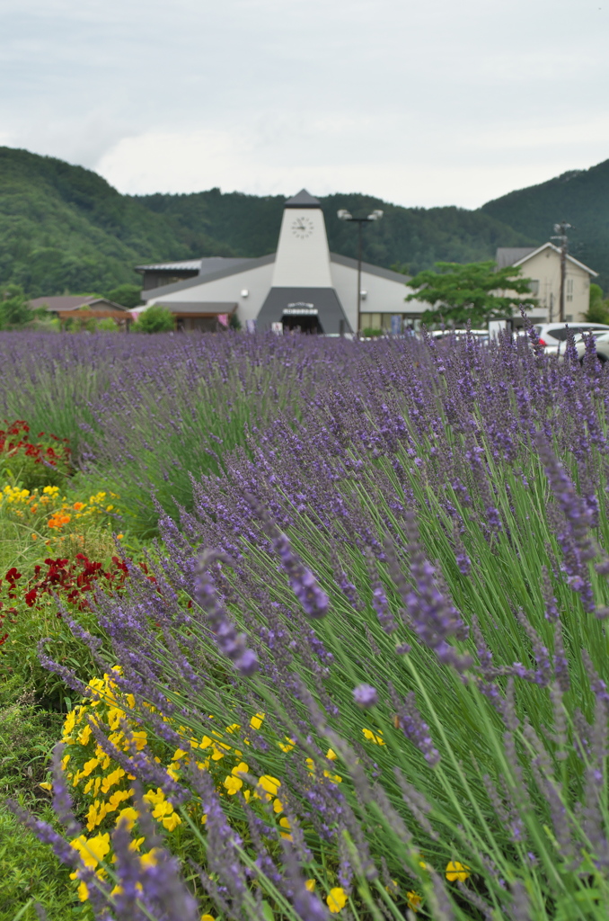 河口湖　大石公園にて