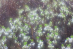 ドウダンツツジの開花