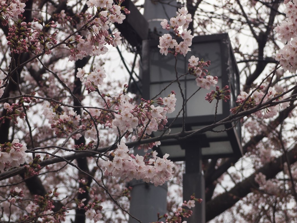 大岡川２