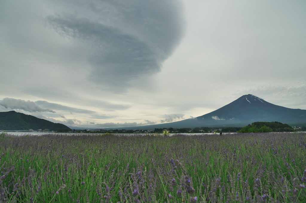 吊るし雲とラベンダー