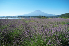 河口湖大石公園にて