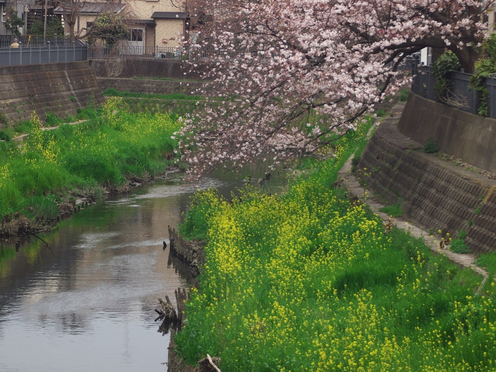 花見橋上流
