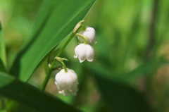 笛吹市芦川にて　スズラン