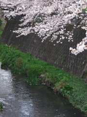 大岡川　ソメイヨシノ