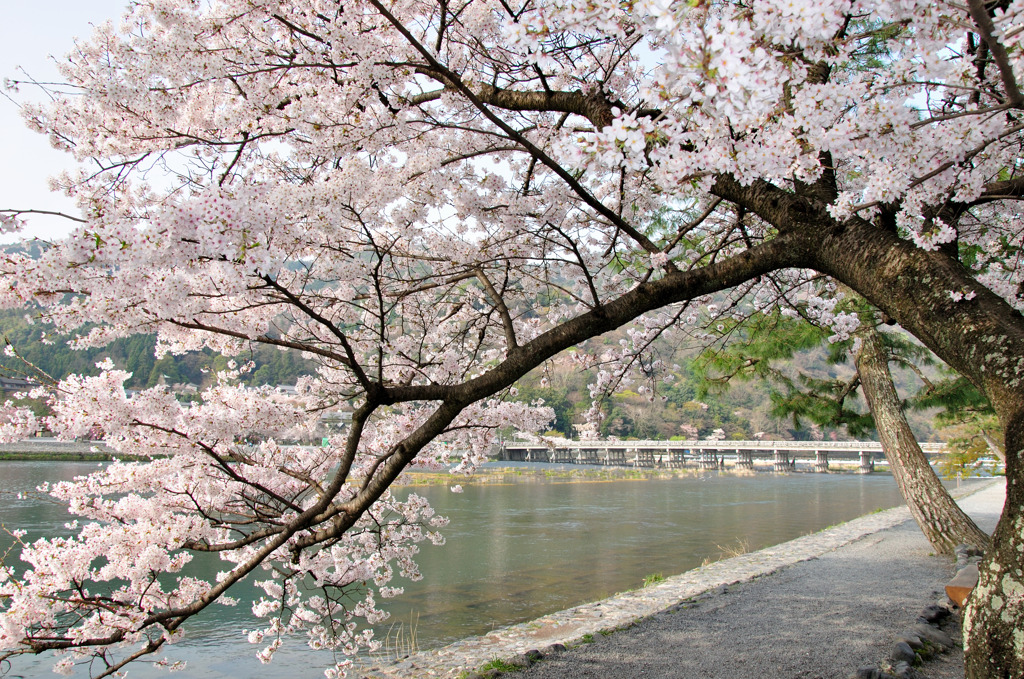 嵐山桜 2