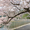嵐山桜 2