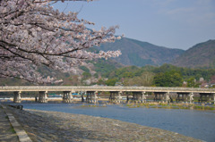 嵐山桜 1