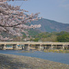 嵐山桜 1