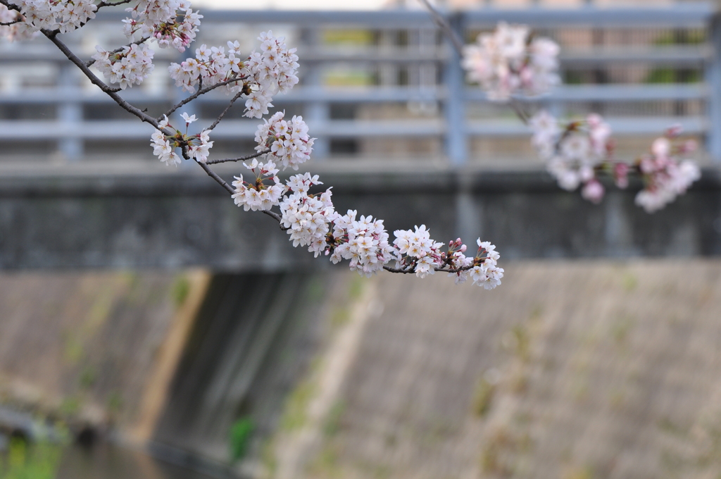 散歩道