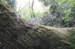 苔生す