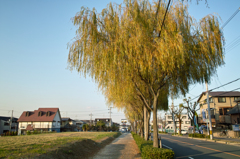 しだれやなぎ、だそうです。