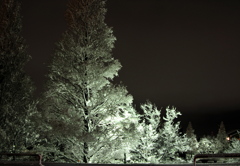 雪の夜の樹