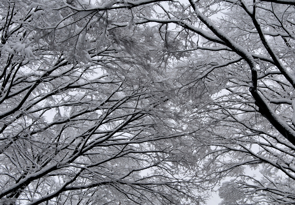 snow arch