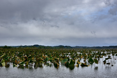 蓮の葉茂る沼にて