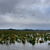 蓮の葉茂る沼にて