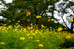 コスモス咲く公園