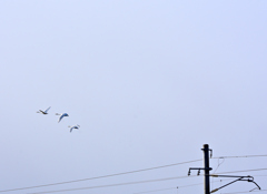 白鳥と架線