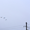 白鳥と架線