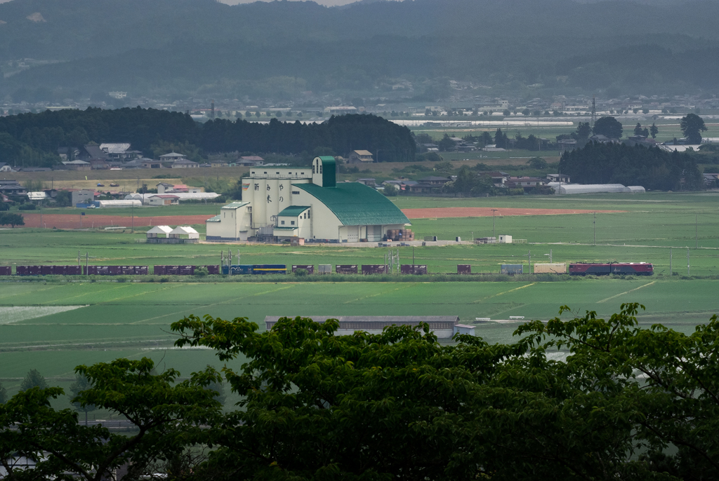 緑の水田を行く