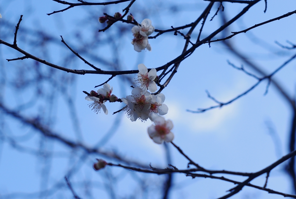 梅の花