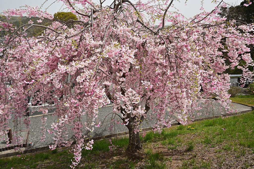 墓地にある桜