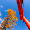 鳥居に紅葉