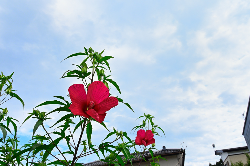 暑いのは得意です