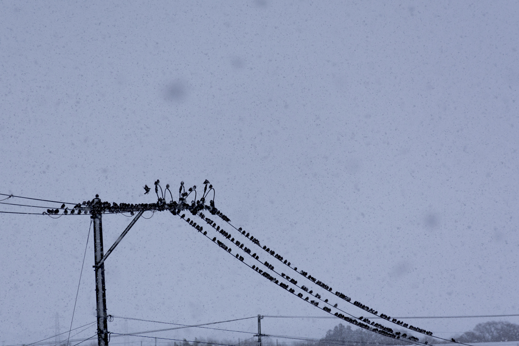 雪の日の午後