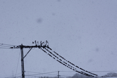 雪の日の午後
