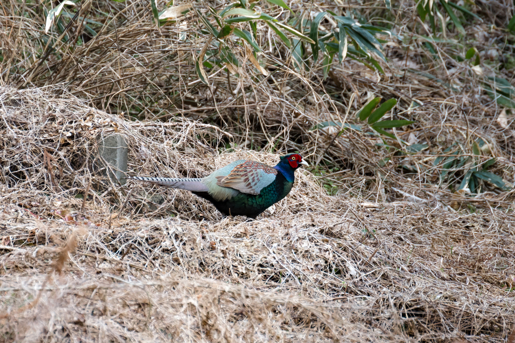 鳴かず飛ばず