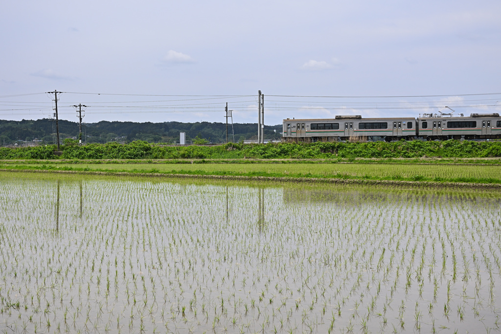 早苗田にて