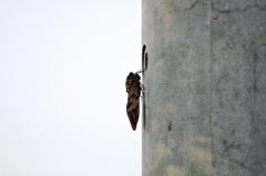 アブラゼミ一休み